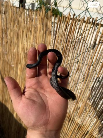 זוחל קינג סנייק