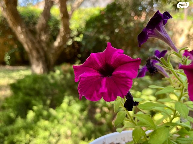 בית פרטי/ קוטג', שאר העיר, קדימה צורן