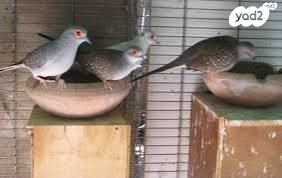 תמונת מודעה - חיות מחמד