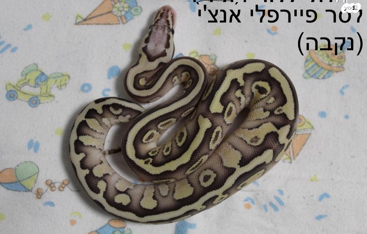 תמונת מודעה - חיות מחמד