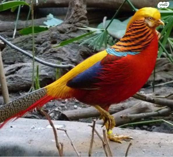 תמונת מודעה - חיות מחמד