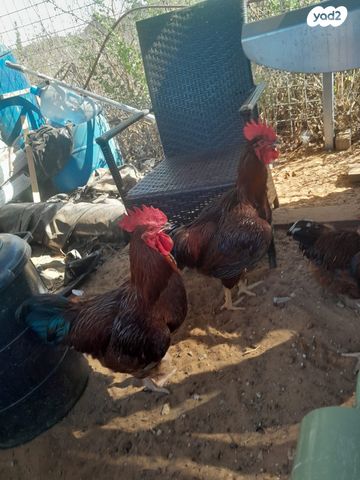 תמונת מודעה - חיות מחמד