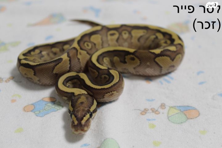 זוחל פיתון מתכדר