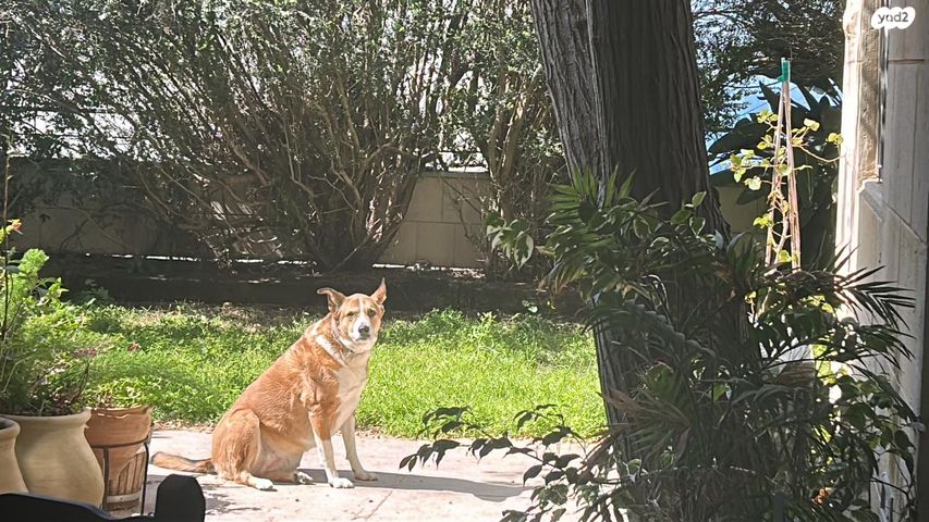 בית פרטי/ קוטג', שלומציון המלכה, כרמליה, חיפה