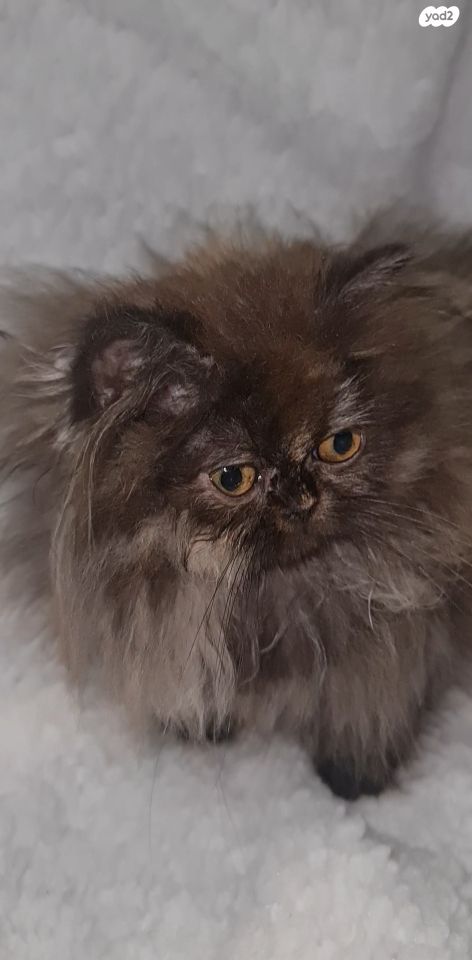 תמונת מודעה - חיות מחמד