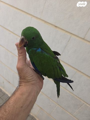 תוכי אקלקטוס