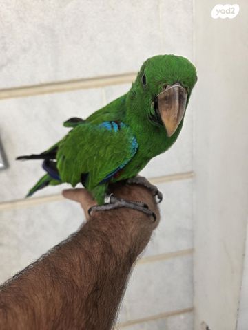 תוכי אקלקטוס