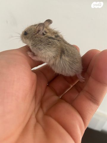 תמונת מודעה - חיות מחמד