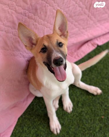 תמונת מודעה - חיות מחמד