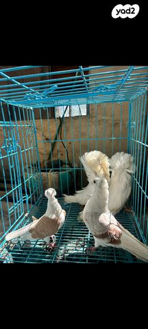 תמונת מודעה - חיות מחמד