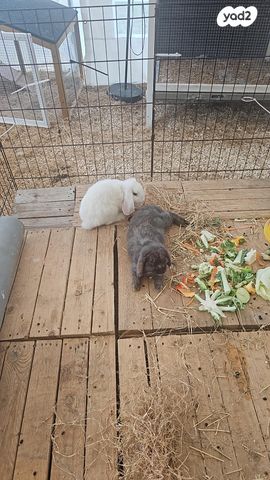 תמונת מודעה - חיות מחמד