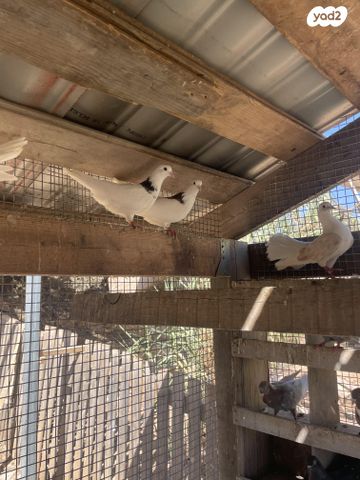 תמונת מודעה - חיות מחמד