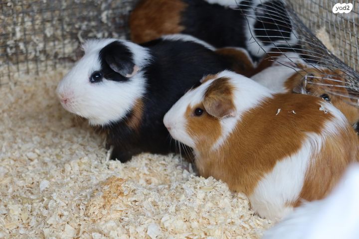 תמונת מודעה - חיות מחמד