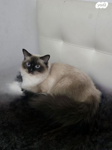 תמונת מודעה - חיות מחמד