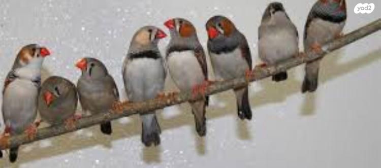 תמונת מודעה - חיות מחמד