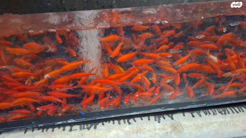 תמונת מודעה - חיות מחמד