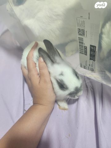 תמונת מודעה - חיות מחמד