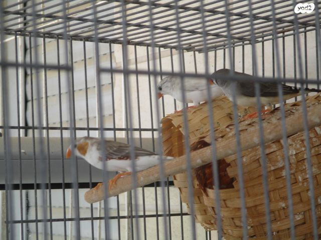 תוכי פינקים