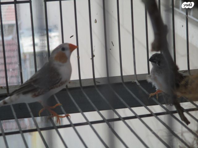 תוכי פינקים