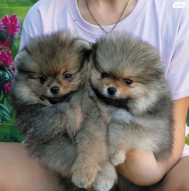 כלב פומרניין/פומרני