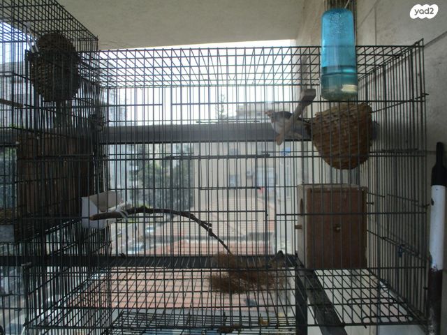 תוכי פינקים