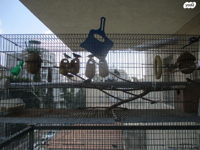 תוכי פינקים