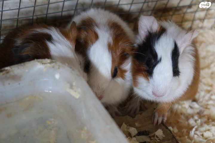 מכרסם שרקן \ קביה