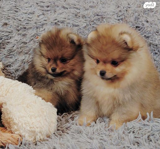 כלב פומרניין/פומרני