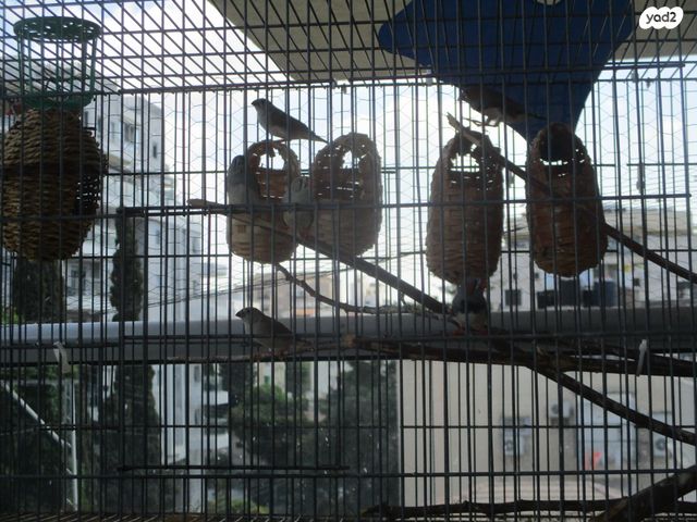 תוכי פינקים