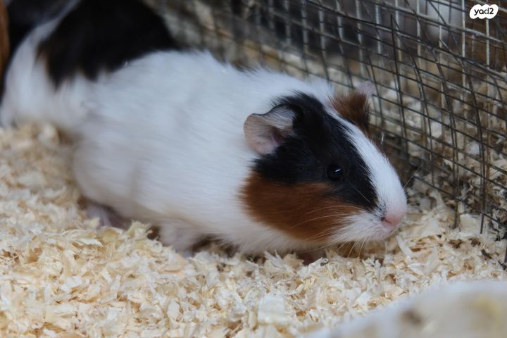 מכרסם שרקן \ קביה