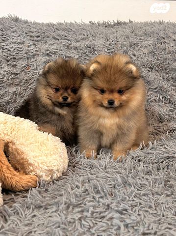 כלב פומרניין/פומרני