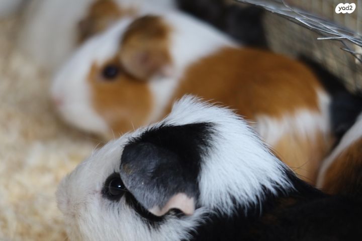 מכרסם שרקן \ קביה