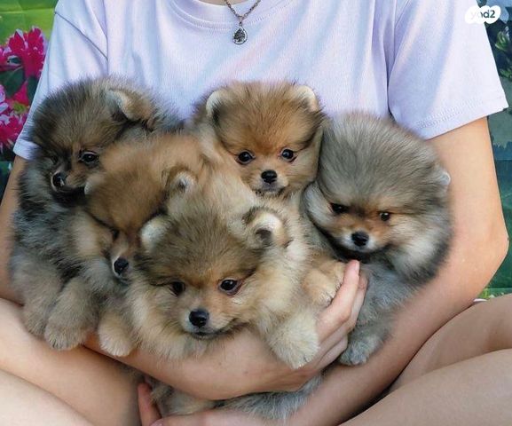 כלב פומרניין/פומרני