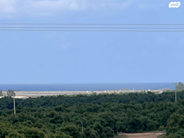 אדמית / יערית