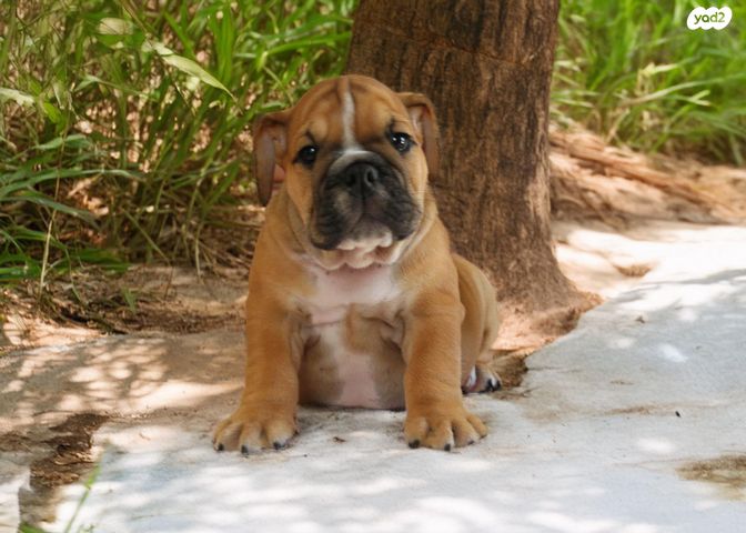 תמונת מודעה - חיות מחמד