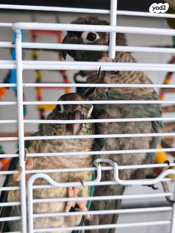 אביזרים | כלוב האכלת יד