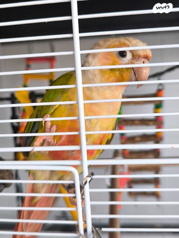 אביזרים | כלוב האכלת יד