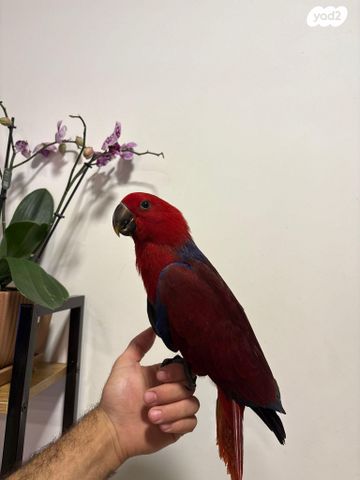 תמונת מודעה - חיות מחמד