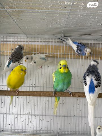 תמונת מודעה - חיות מחמד