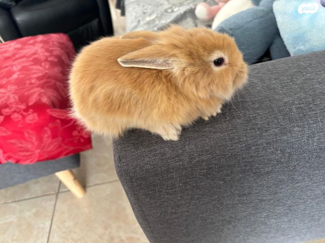 תמונת מודעה - חיות מחמד