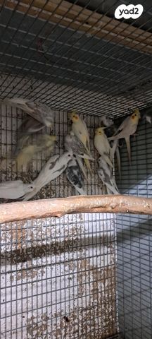 תמונת מודעה - חיות מחמד