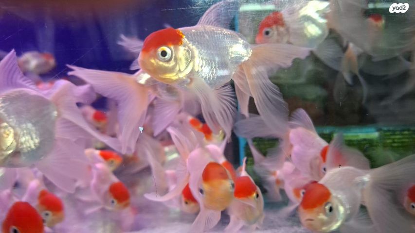 דג דגי מים קרים