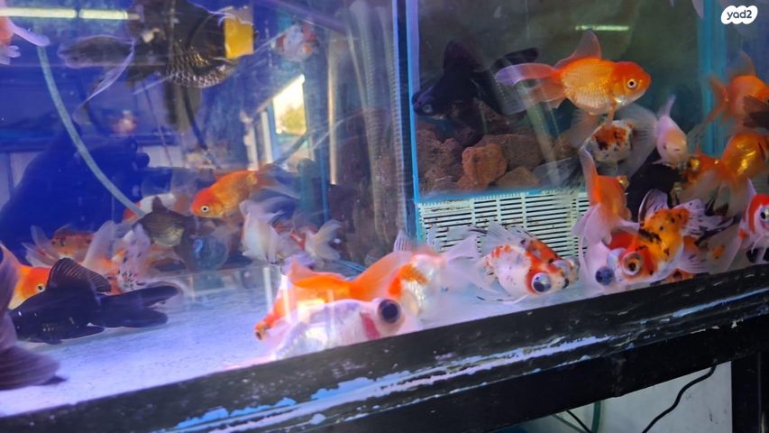 דג דגי מים קרים