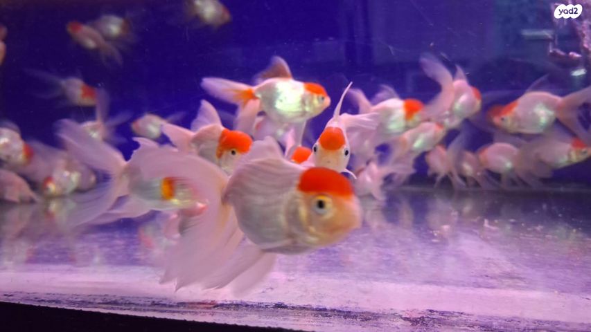 דג דגי מים קרים