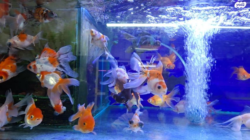 דג דגי מים קרים