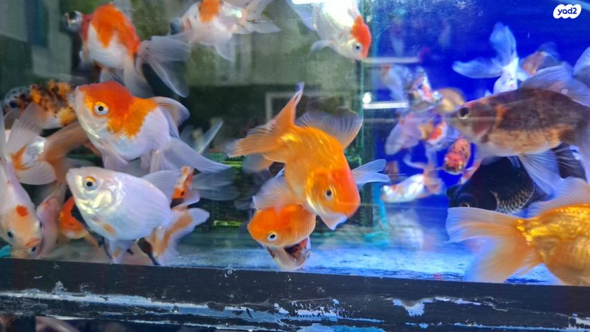 דג דגי מים קרים