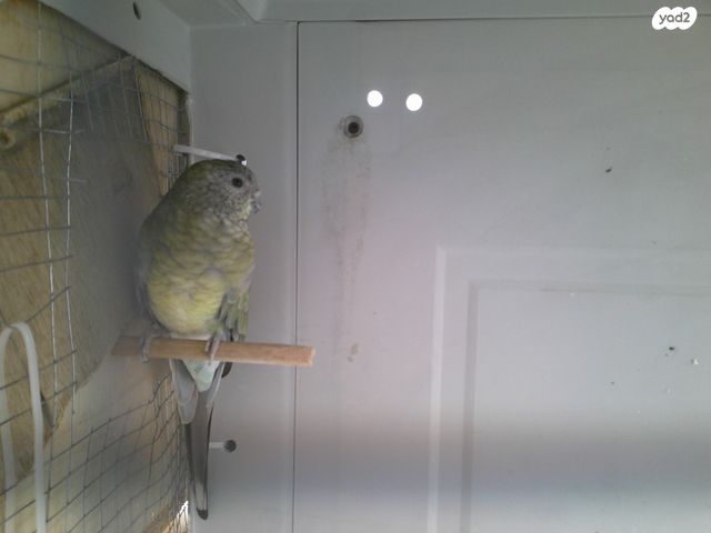 תמונת מודעה - חיות מחמד