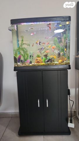 תמונת מודעה - חיות מחמד