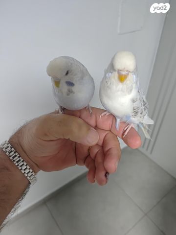 תמונת מודעה - חיות מחמד