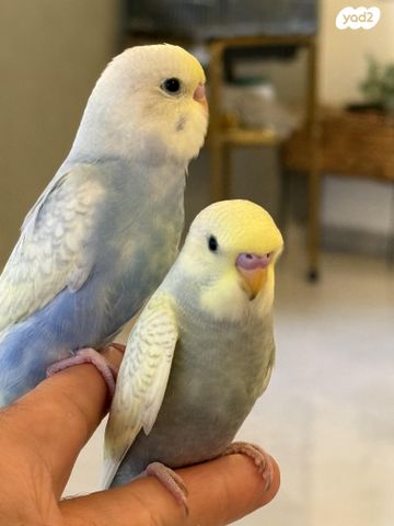 תמונת מודעה - חיות מחמד